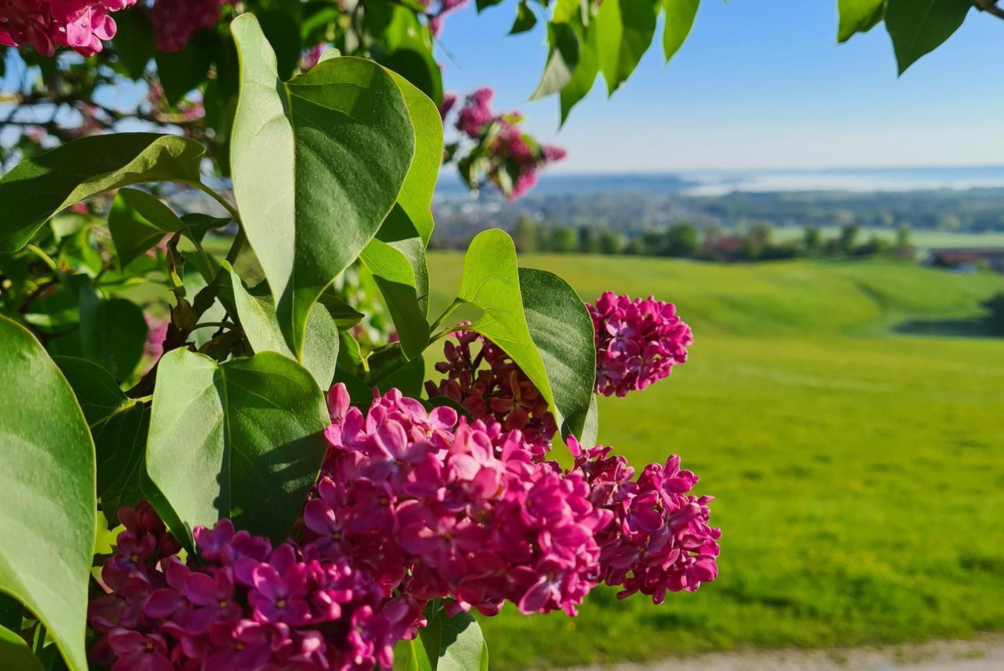 Schleipfnerhof Urlaub Auf Dem Bauernhof Villa Bernau am Chiemsee Dış mekan fotoğraf